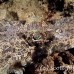 crocodilefish_flathead_nus_h_0705_png1757.jpg
